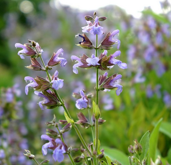 Salbei | Energie und Aura Spray - 50ml