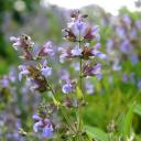 Salbei | Energie und Aura Spray - 50ml