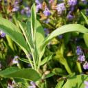 Salbei | Energie und Aura Spray - 50ml