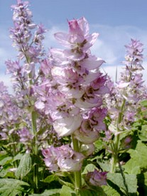 Muskateller Salbei ätherisches Öl 10ml