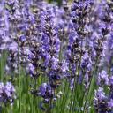 Lavendel angustifolia - ätherisches Öl - 10ml